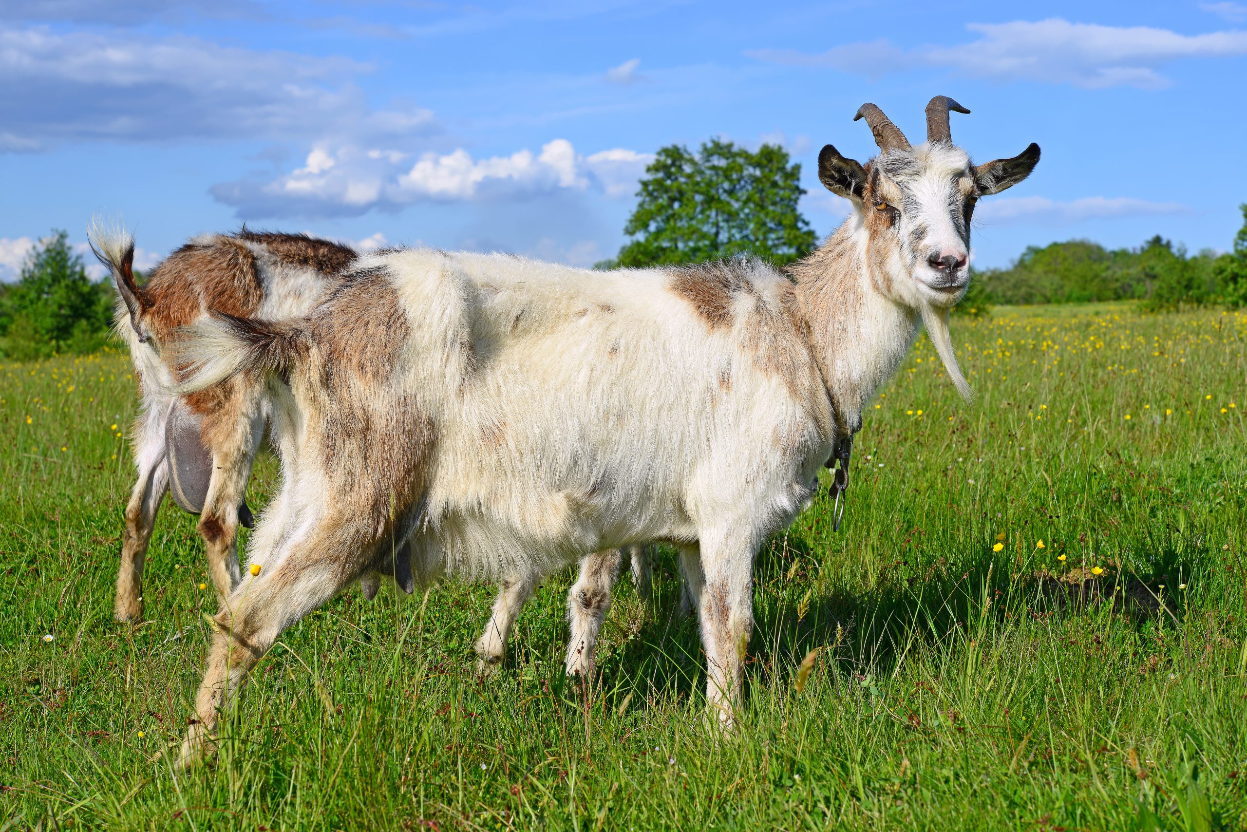 Qurbani – Eid-ul-Adha 2021 – The deadline for ordering Hajj Qurbani is 6th July 2021